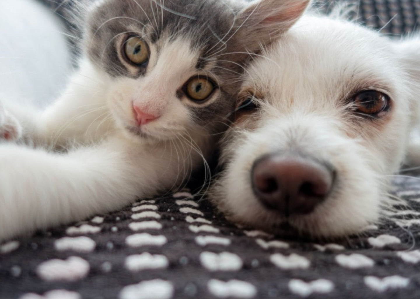 Cat and dog lying together on a cosy blanket